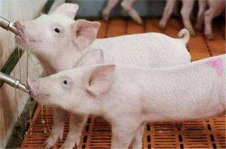 新手养猪都要注意什么—育肥猪的饲养管理技术（上）