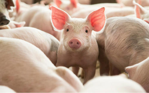 北京2015畜牧兽医招聘_如何高效的防治猪传染性胸