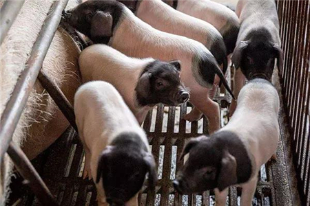 养殖出现猪皮肤病、真菌，一定要防控，猪感染该病后较难治愈