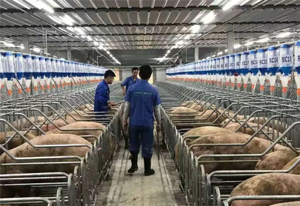 2020年10月16日，傲农集团江西吉安傲源基地引进11000头种猪正式投产