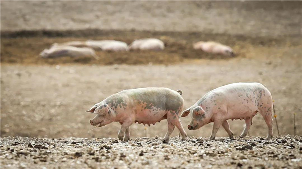 100万头英国猪被禁入华，他们坚持不住了