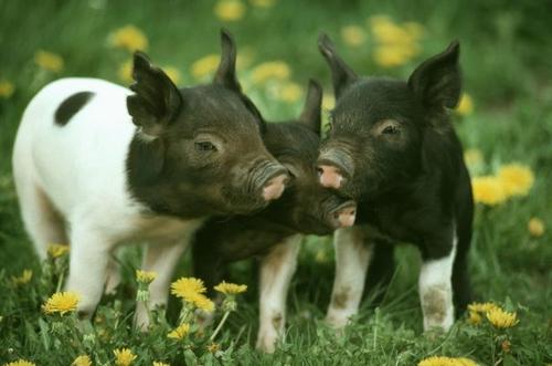 统计局：一季度能繁殖母猪存栏4318万头，同比增近三成！3月肉类进口破百万吨...