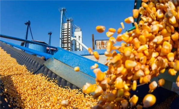 五月份粮源上市将超2000万吨 玉米面临暴跌200的可能