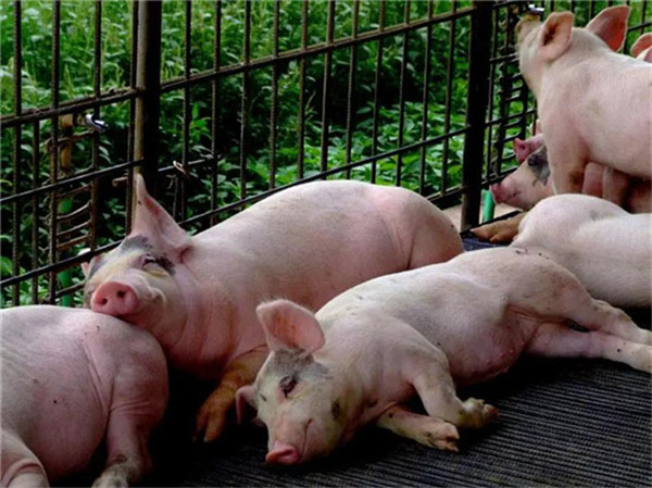 养猪生产中的死猪处理方式综述（第2部分）
