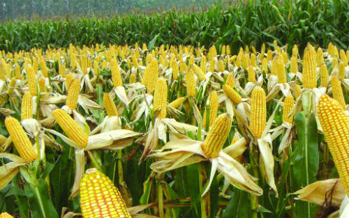 全球玉米贸易正在大变动！