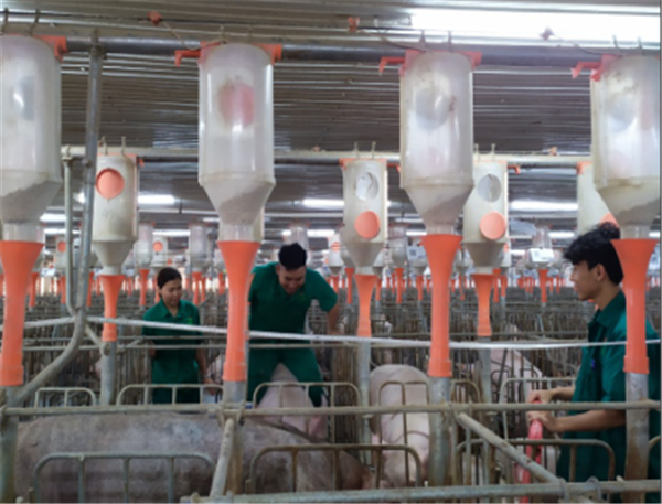 平福种猪场的生产成绩得到了明显的提升