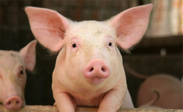 PRRSV在猪中引起持续感染，保持育种猪群PRRS稳定性是关键