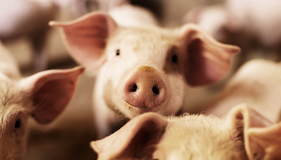 一例养猪场猪脐疝病的防治措施