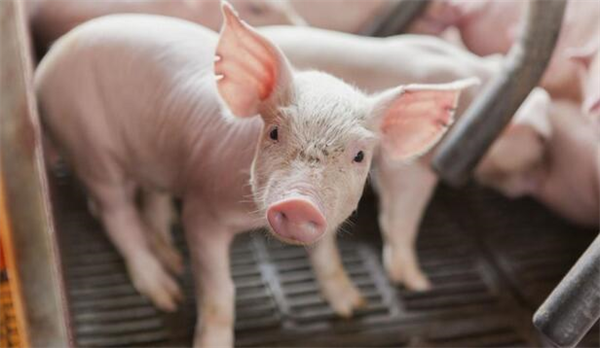 环保成本超150元/头猪！养殖户该增养还是少养？猪粮比将不再是评判指标