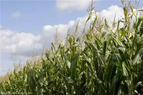 五月份已经购买美国玉米816万吨！