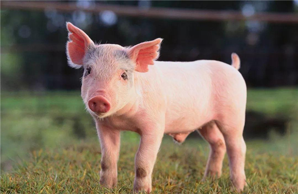 25家猪企赶上本轮猪周期高峰 养殖向屠宰领域延伸
