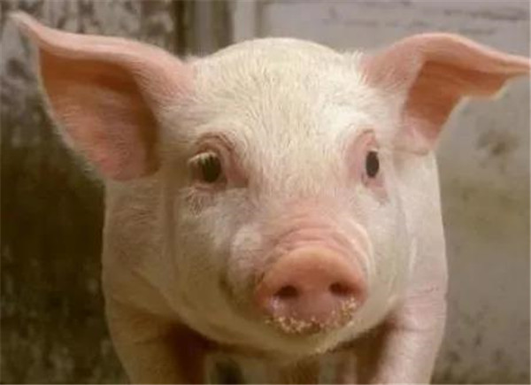 越南、菲律宾加入抢猪大战，猪肉进口不再“香”了，国内猪价能顺势上涨吗？