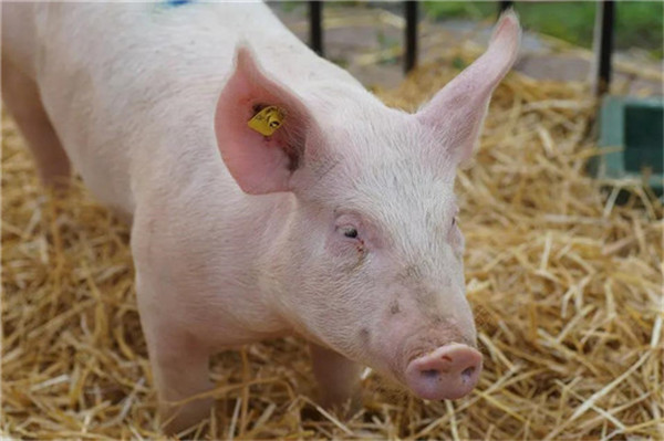 拆猪场再度来袭！不是你想养猪就能养的了！4000母猪环保投资超1200万元！