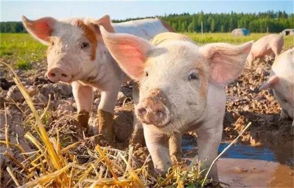 朱增勇：肉猪种业竞争力有差距，并不意味着不进口国外的种猪，国内就会没有猪肉吃！