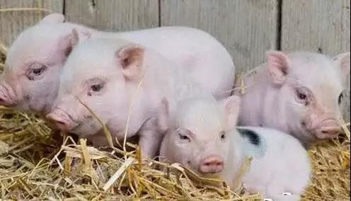 五部委联合发布：4月份散养户每头猪净利润仅172元