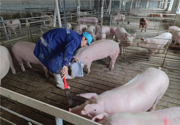 新里程碑丨三年磨一剑，贵州永诚首批种猪成功出栏！