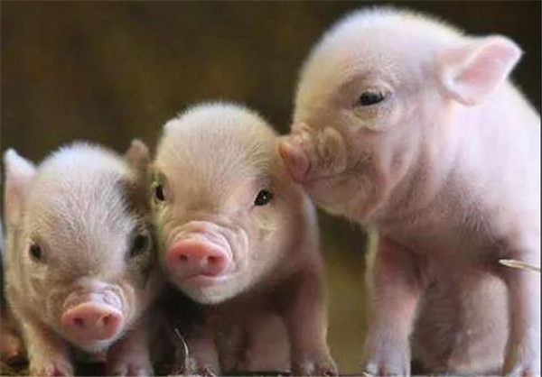 谁先“承压”？刘永好：生猪养殖户亏损格局还有个过程，建议压平猪肉波动周期！