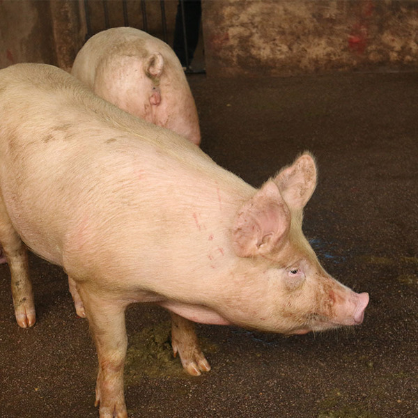 美国​：非瘟苗有望明年上市，猪蓝耳病变异株流行！快跌猪价七八月之后有可能结束
