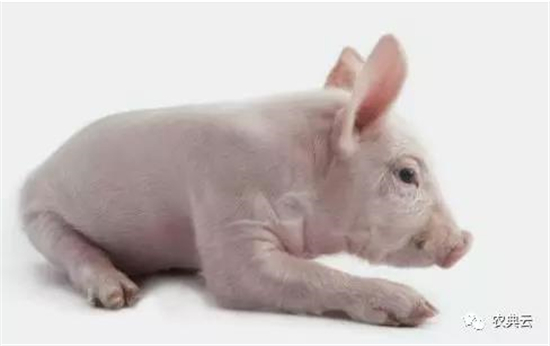 仔猪营养代谢疾病引起的危害及治疗措施