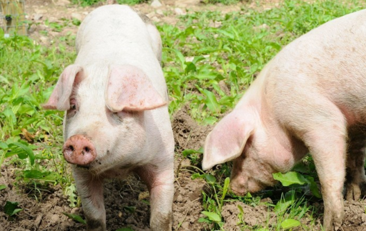 猪价一改深度下跌态势，养猪行情在市场拉锯中回涨？