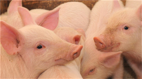 猪肉价格降幅扩大的三大原因