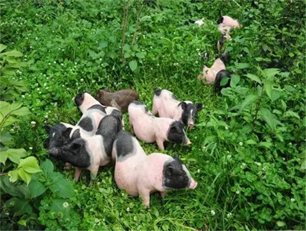 生猪期货保护了生猪产能