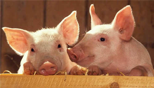 规模化养猪企业如何穿越“猪周期”？