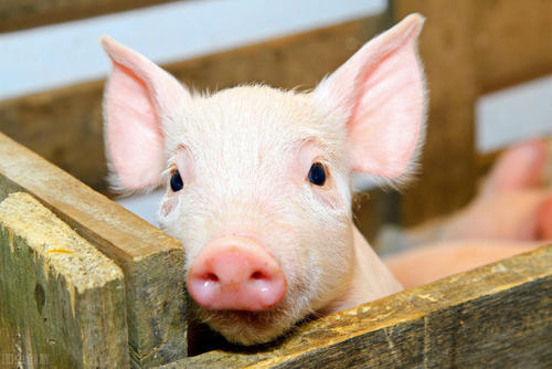 猪中毒的解救措施；如何通过猪尿来判断猪病？这十种情况要注意!