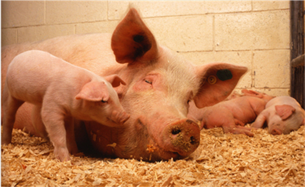 生猪期货呈现逐渐下跌趋势，后期猪肉趋势如何？