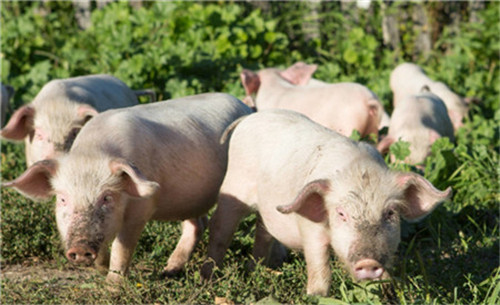 7月份CPI同比上涨1.0% 猪肉价格下降43.5% 建立生猪生产逆周期调控机制 7月份中国大豆进口量同比降低14%