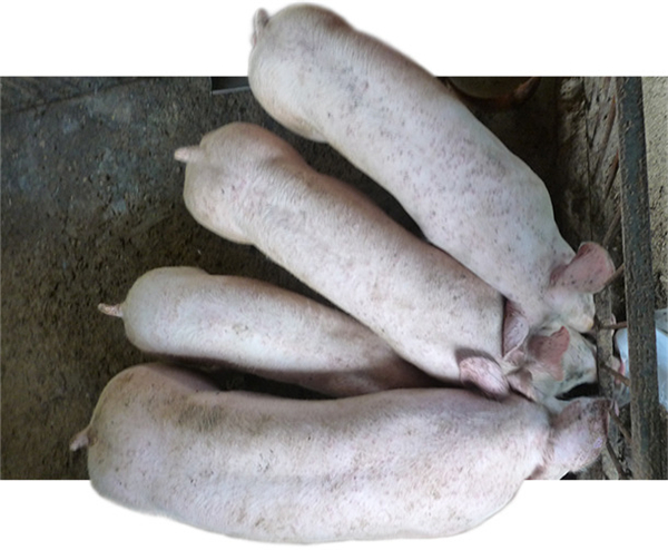 PCV2病毒血症——影响养猪生产成绩的关键因素