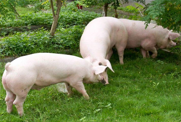 严防非洲猪瘟，海关总署、农业农村部：禁止从多米尼加输入猪、野猪及其