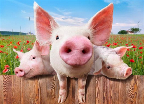 农业农村部：完善生猪预警机制，继续优化养殖用地措施！