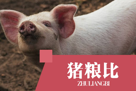 2022年12月21日猪粮比：生猪价格及玉米批发价格