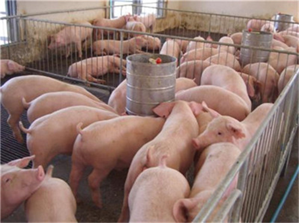 明年才是养猪的亏损大年？