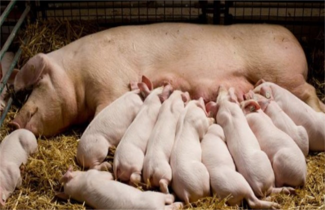 什么样的母猪是好母猪？好母猪关系着仔猪的成活率及健康状况