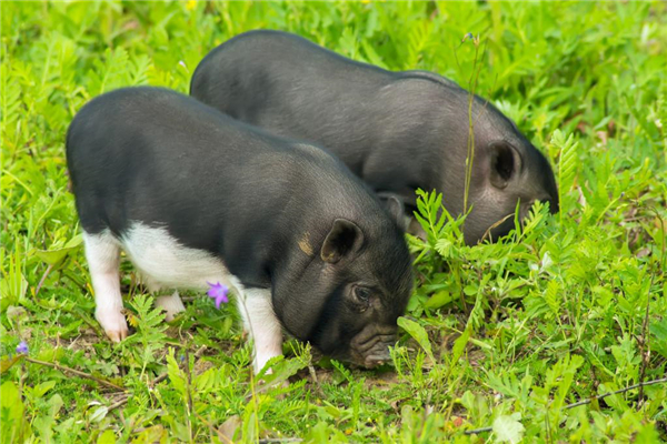 亚行执董会批准重庆天兆猪业高级种猪项目