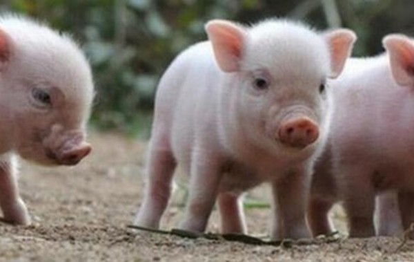 冬季养猪增膘缓慢的原因