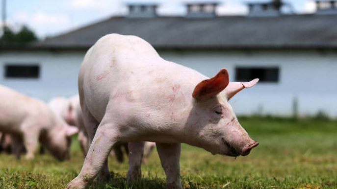 1-10月俄农业产值同比下降近3% 猪存栏量增加1.7%至2720万头