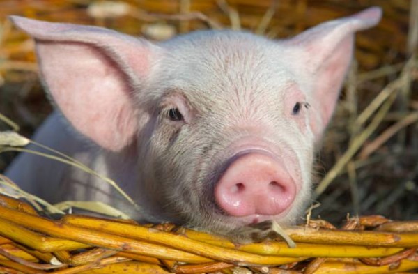 猪场的生物安全如何建立？环境消杀是否到位？