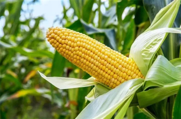 从玉米供需平衡 看2022年玉米价格走势