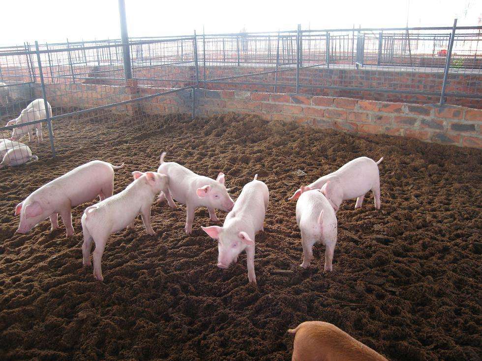 印遇龙：“猪肉期货”模式平抑猪周期 产销两端受益