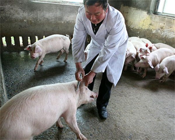 兽药知识 | 猪场常用兽药分类、配伍禁忌及使用原则