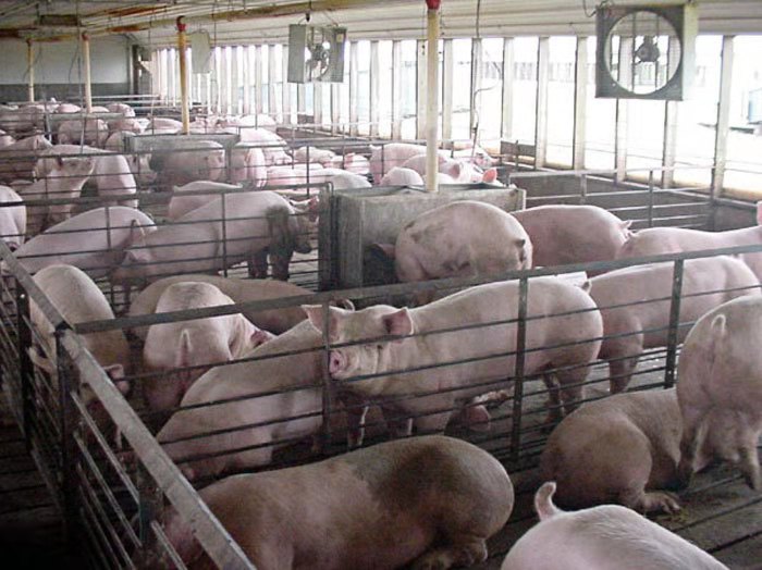 全球5成猪肉出口到中国 一年480万吨的市场 德国西班牙抢着养猪