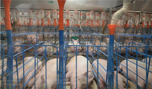 湖南今年前11月供港澳活猪同比增长21.7%