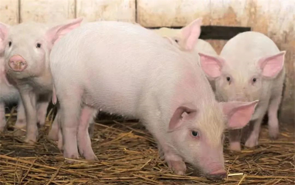 规模化猪场猪肺炎的防治