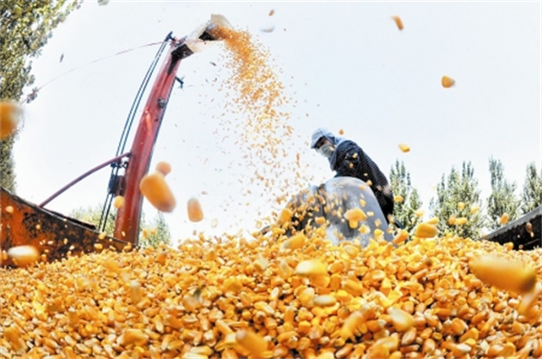 “疯狂”的玉米：去年囤粮净赚5000万 今年为何会破产