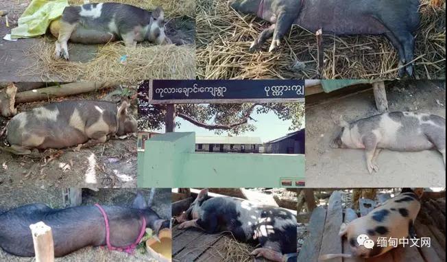 什么病？缅甸一个小村庄，6天时间死亡180多头生猪！