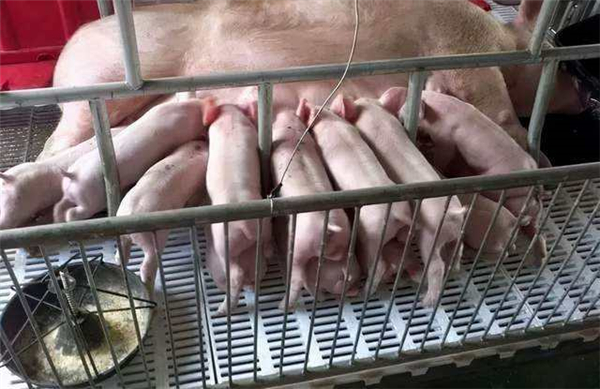 大北农：2021年生猪权益出栏量约370-400万头！