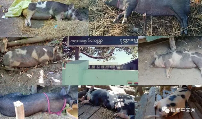 缅甸一个小村庄，6天时间死亡180多头生猪！